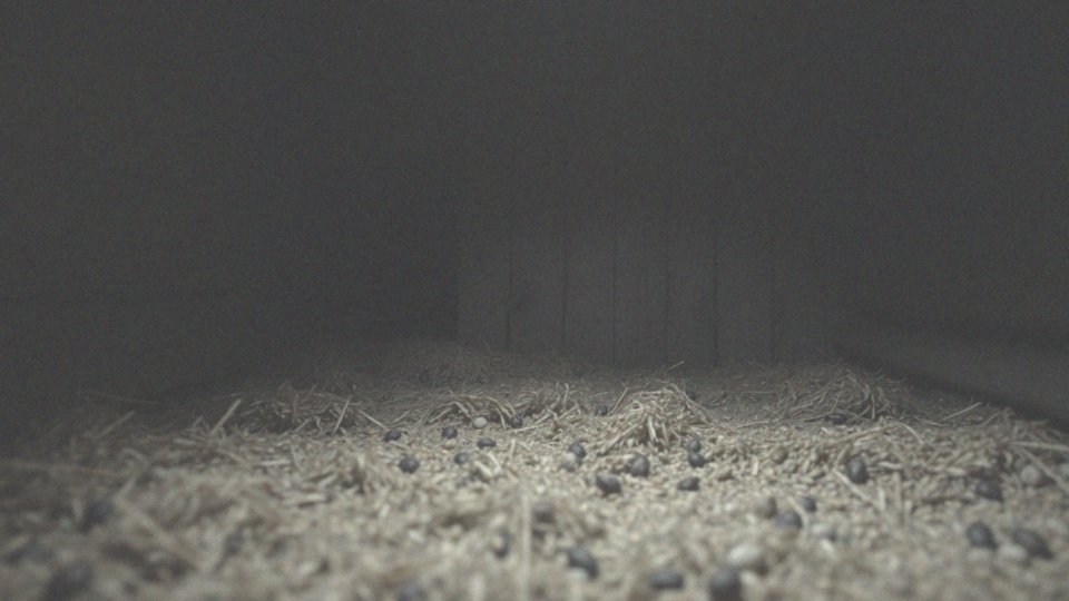 Jakie są powody, dla których myszy mogą opuścić swoje kryjówki?