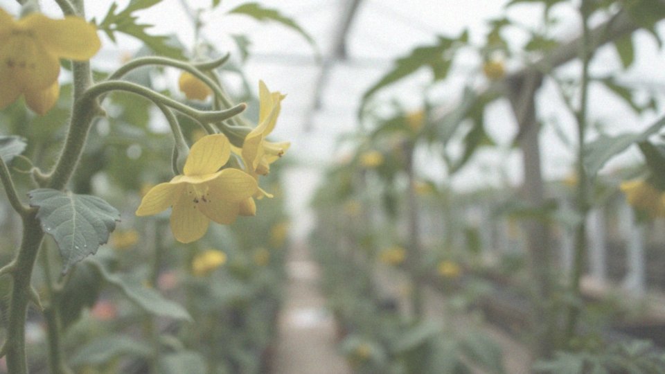 Jak niewielki ruch powietrza pomaga w zapylaniu kwiatów pomidorów?