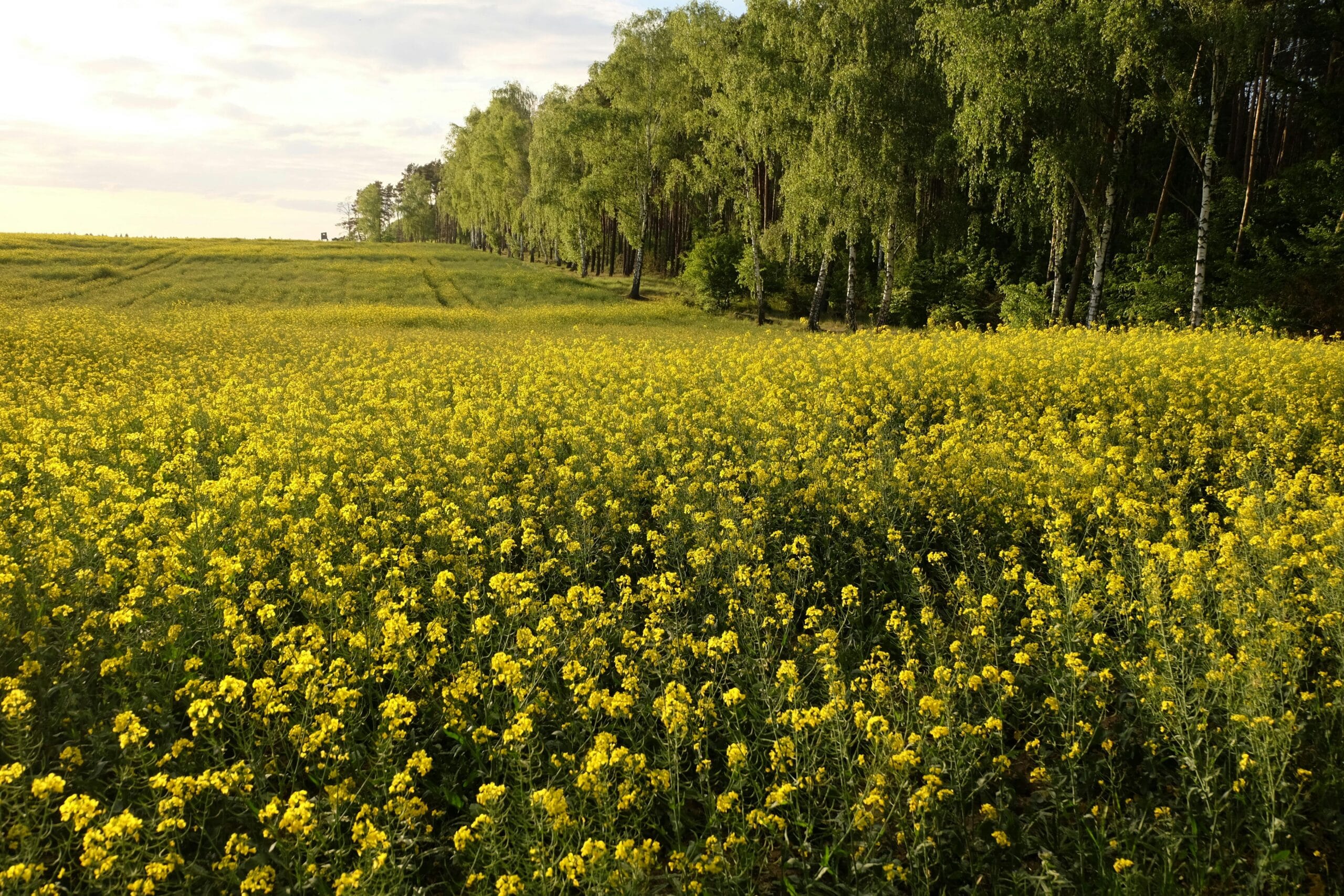 Na co choruje rzepak ozimy?