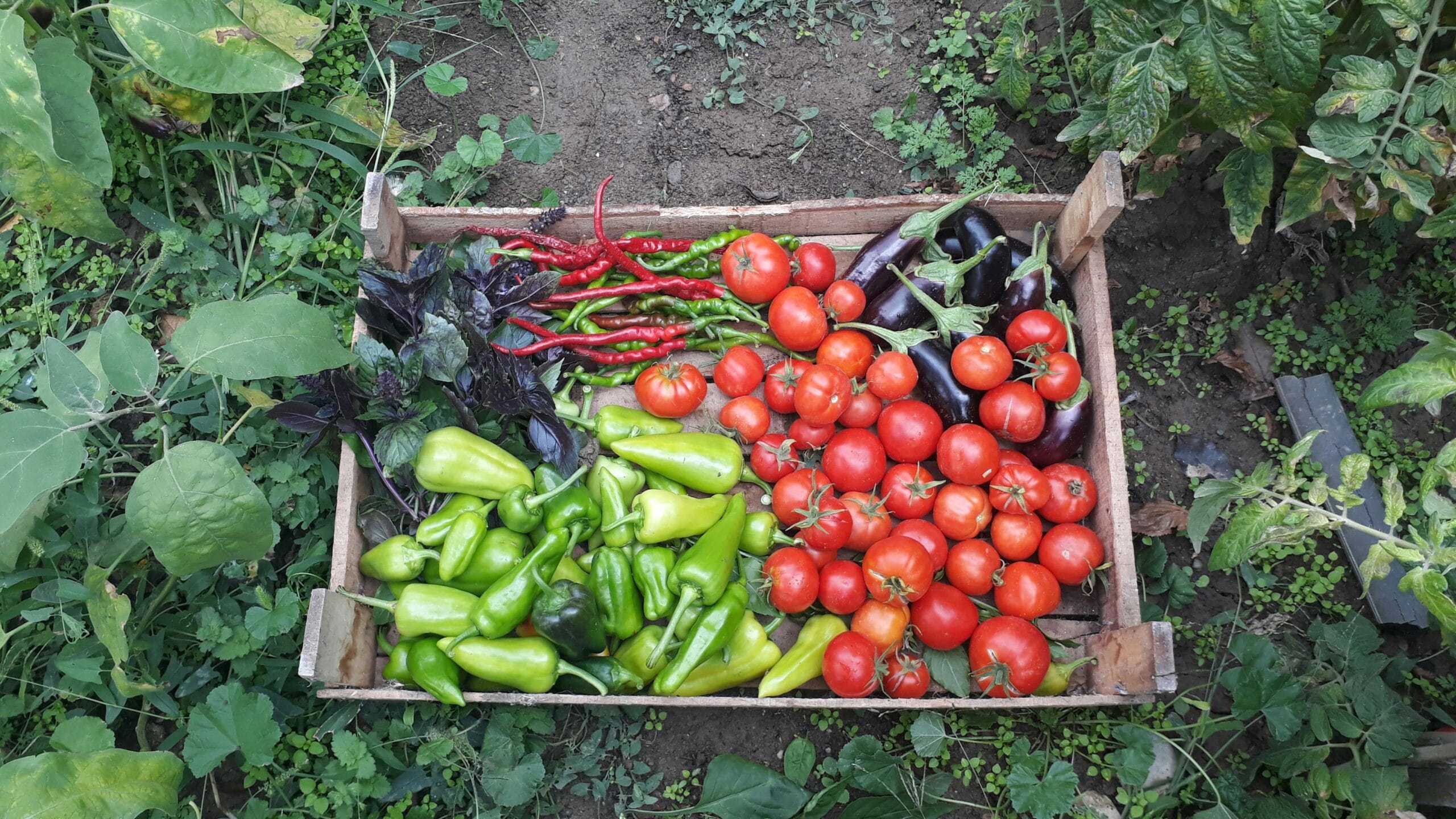 Jak zaplanować warzywnik krok po kroku – od wyboru miejsca po pierwsze zbiory